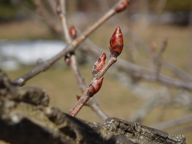 Ulmus thomasii (Rock elm) #35451