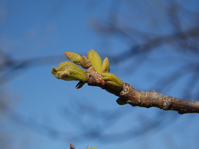 Carya cordiformis (Bitternut hickory) #35523