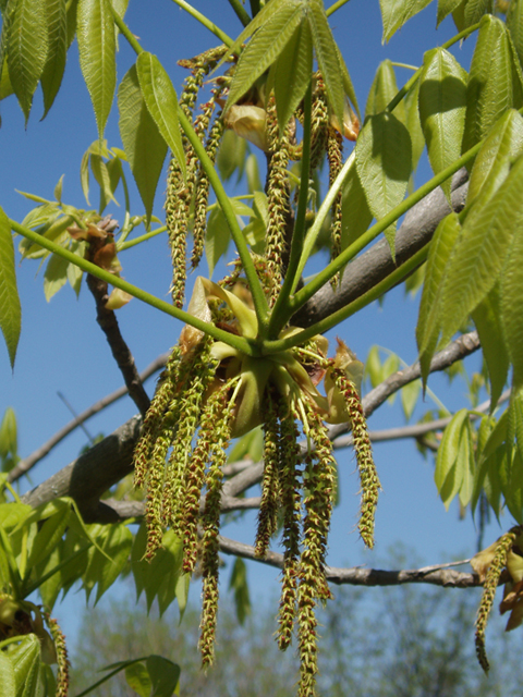 Carya laciniosa (Shellbark hickory) #35537