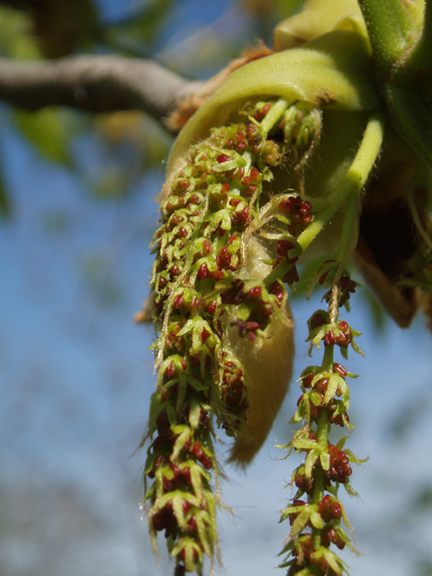 Carya laciniosa (Shellbark hickory) #35538