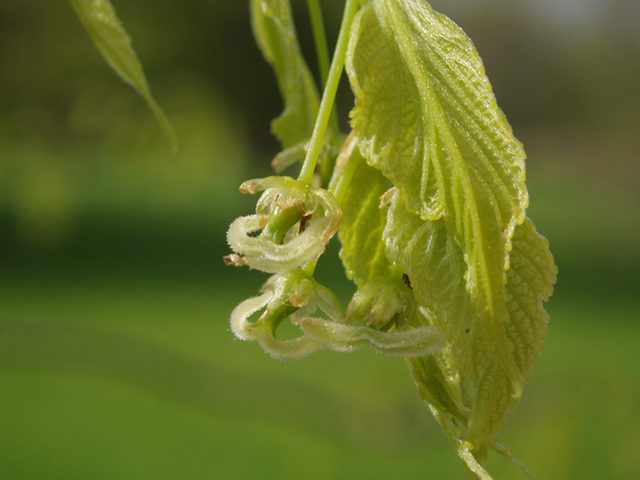 Celtis occidentalis (Common hackberry) #35565