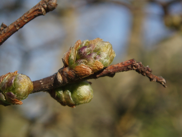 Celtis tenuifolia (Dwarf hackberry) #35579