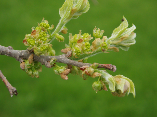 Celtis tenuifolia (Dwarf hackberry) #35580