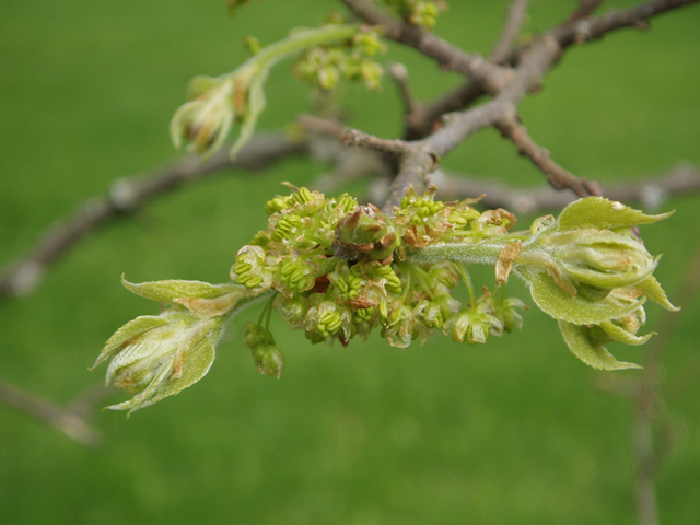 Celtis tenuifolia (Dwarf hackberry) #35581