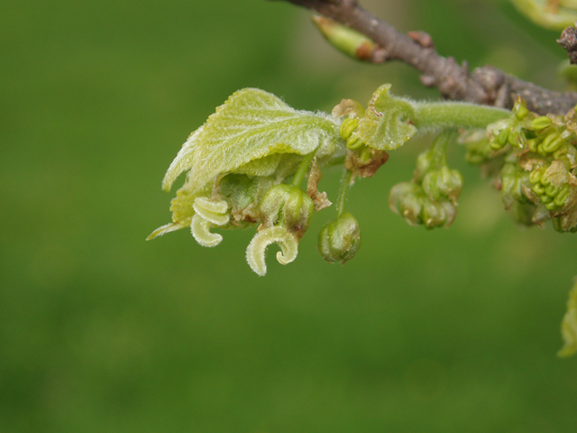 Celtis tenuifolia (Dwarf hackberry) #35584