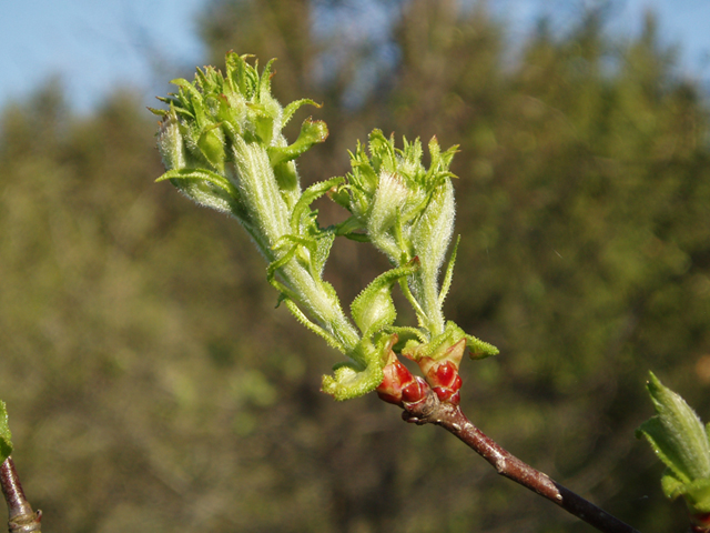 Crataegus anomala (Arnold hawthorn) #35596