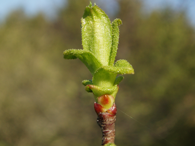 Crataegus anomala (Arnold hawthorn) #35597