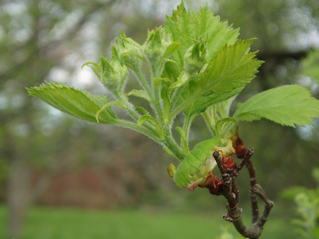 Crataegus anomala (Arnold hawthorn) #35599