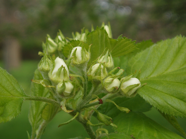 Crataegus anomala (Arnold hawthorn) #35600