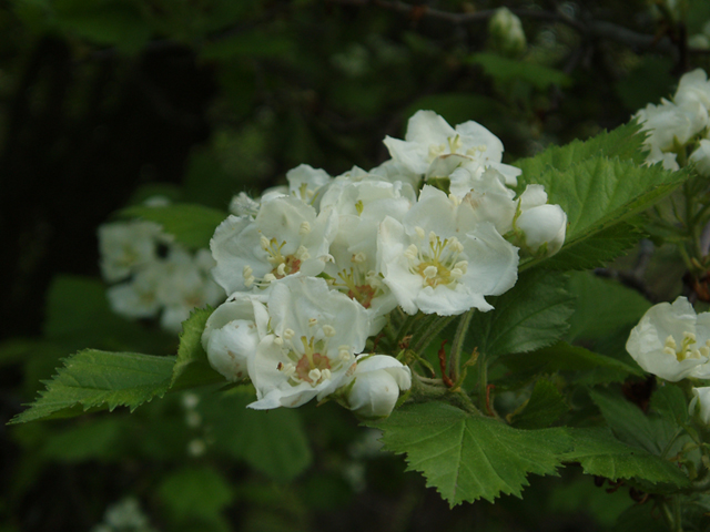 Crataegus anomala (Arnold hawthorn) #35602