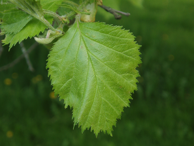 Crataegus anomala (Arnold hawthorn) #35604