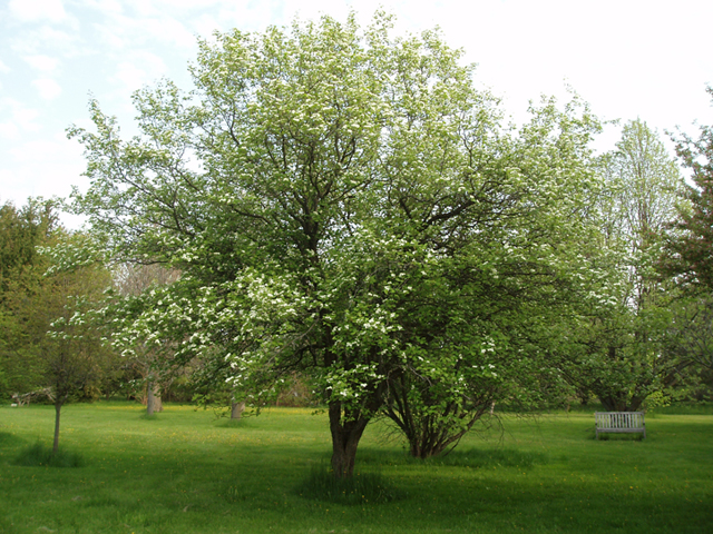 Crataegus anomala (Arnold hawthorn) #35605