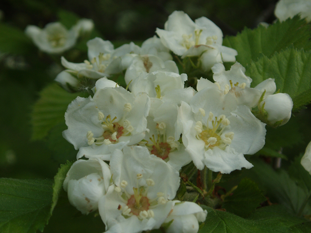 Crataegus anomala (Arnold hawthorn) #35606