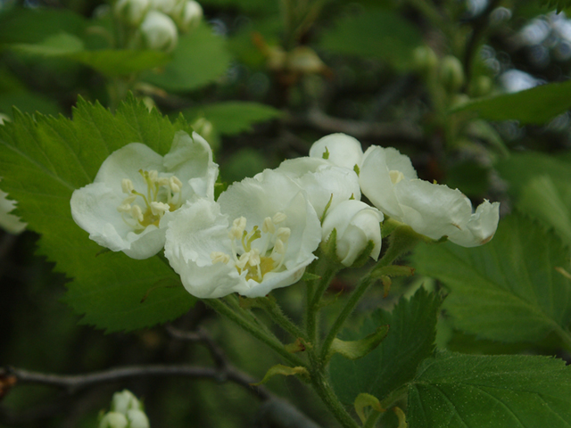 Crataegus anomala (Arnold hawthorn) #35607