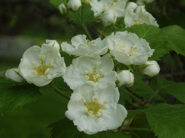 Crataegus anomala (Arnold hawthorn) #35608