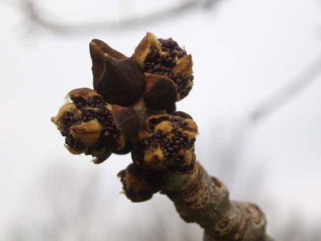 Fraxinus nigra (Black ash) #35643