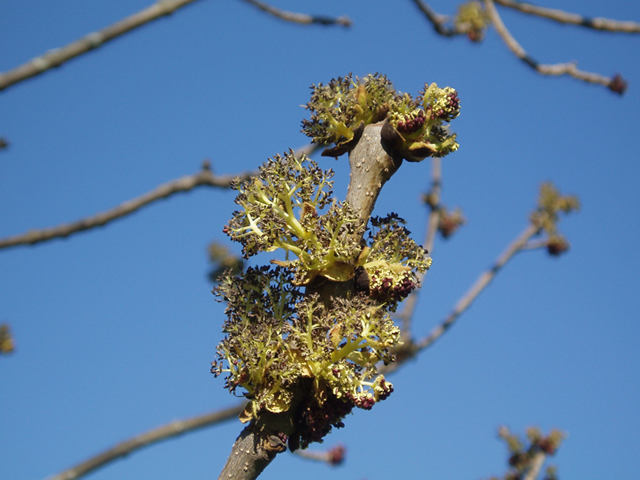 Fraxinus nigra (Black ash) #35644