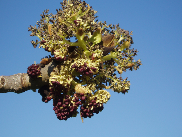 Fraxinus nigra (Black ash) #35645