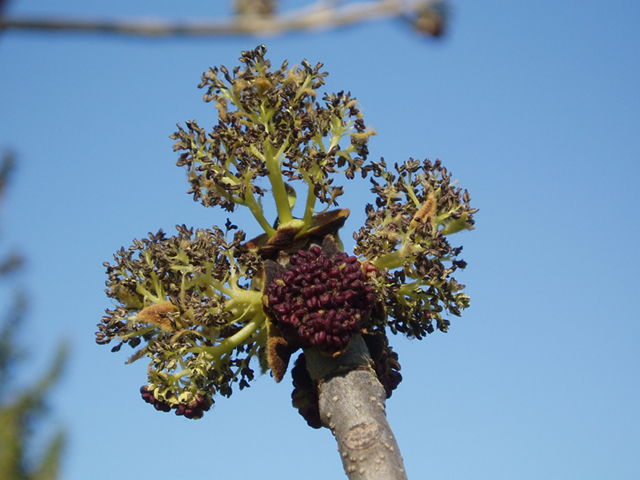 Fraxinus nigra (Black ash) #35646