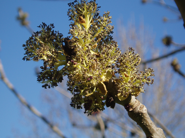 Fraxinus nigra (Black ash) #35647