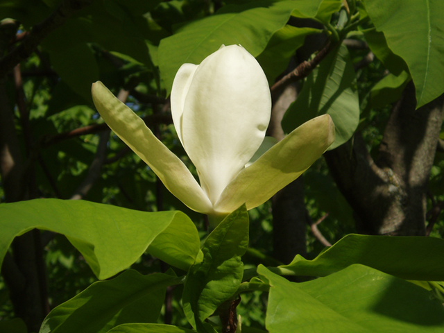 Magnolia tripetala (Umbrella tree) #35702