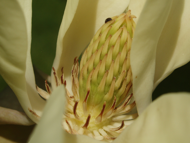 Magnolia tripetala (Umbrella tree) #35704