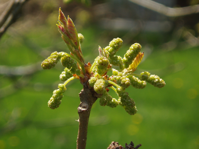 Quercus prinoides (Dwarf chinkapin oak) #35740