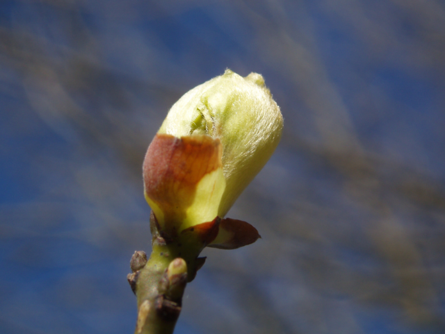 Sassafras albidum (Sassafras) #35745