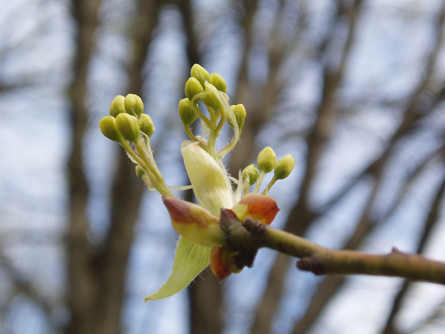 Sassafras albidum (Sassafras) #35746