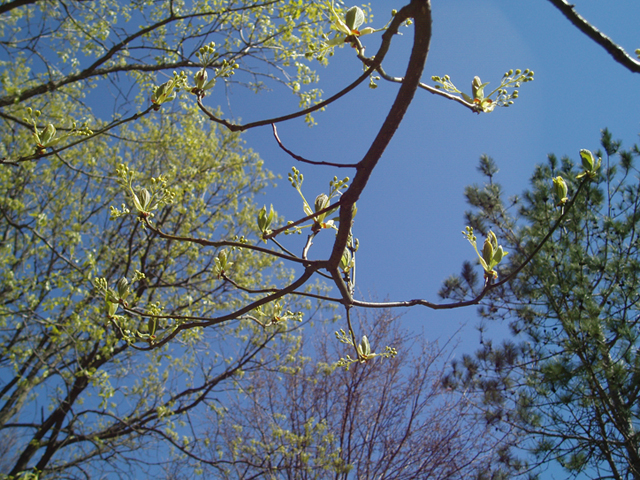 Sassafras albidum (Sassafras) #35749