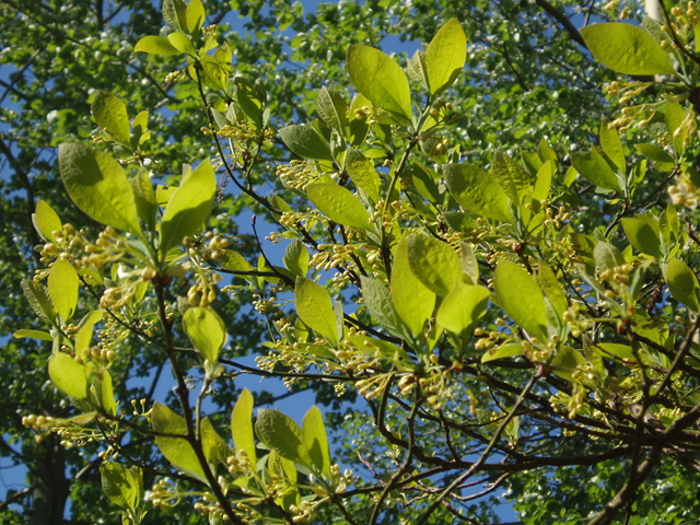 Sassafras albidum (Sassafras) #35753