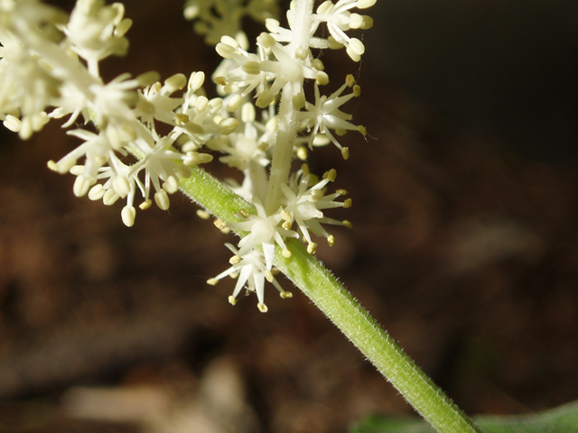 Maianthemum racemosum ssp. racemosum (Feathery false lily of the valley) #35756