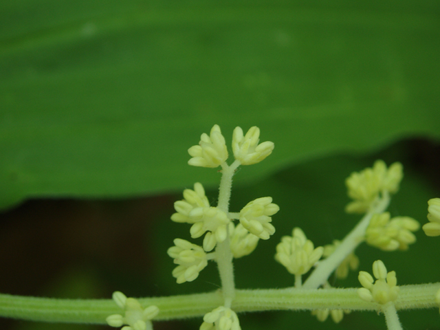 Maianthemum racemosum ssp. racemosum (Feathery false lily of the valley) #35757