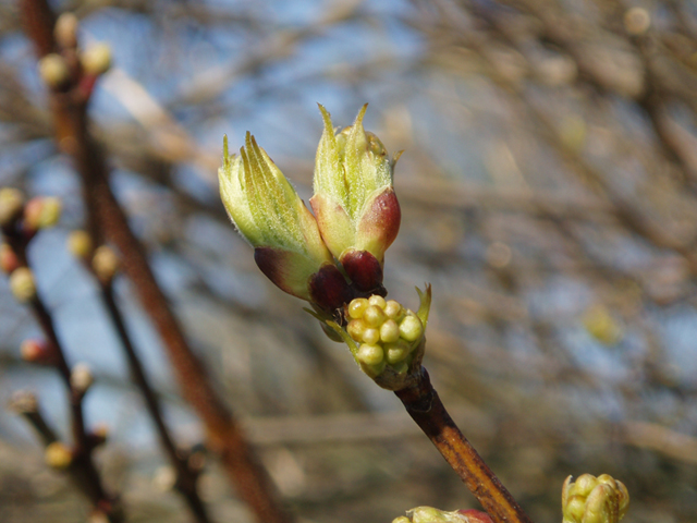 Staphylea trifolia (American bladdernut) #35760