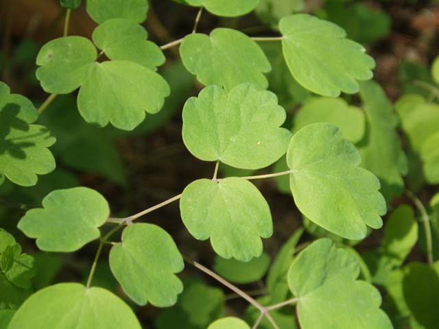 Thalictrum dioicum (Early meadow-rue) #35763