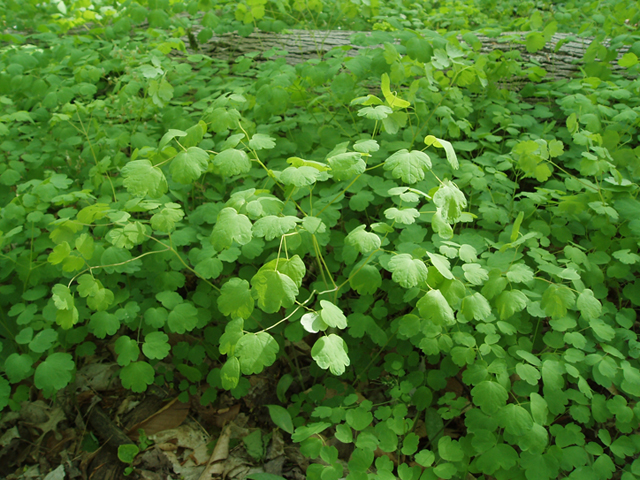 Thalictrum dioicum (Early meadow-rue) #35767