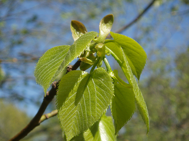 Tilia americana var. heterophylla (American basswood) #35777