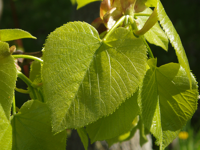 Tilia americana var. heterophylla (American basswood) #35778