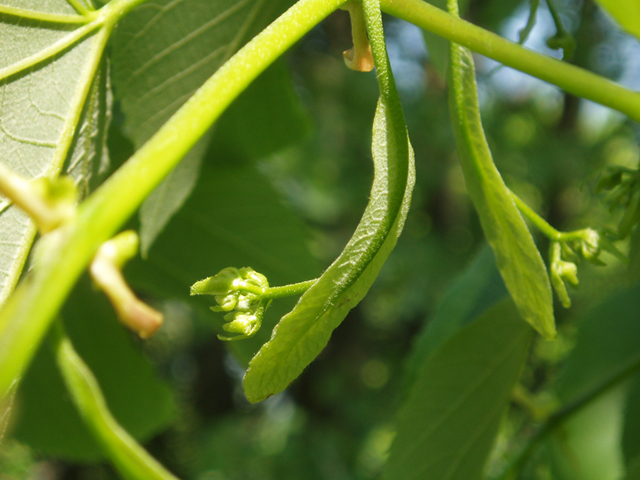 Tilia americana var. heterophylla (American basswood) #35780