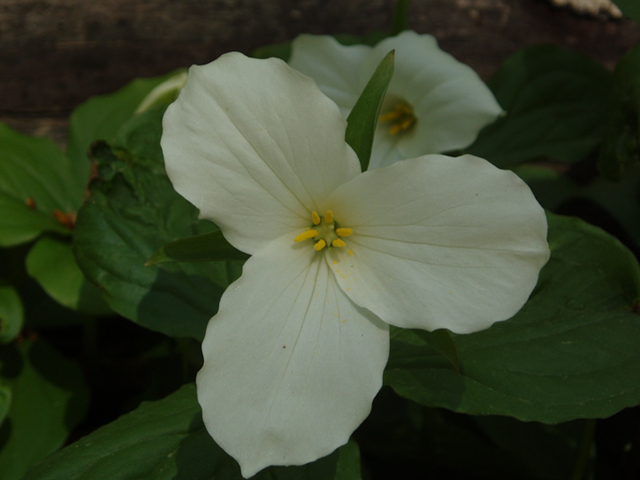 Trillium grandiflorum (White wake-robin) #35783