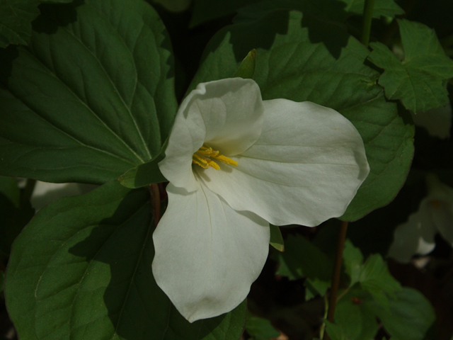 Trillium grandiflorum (White wake-robin) #35784