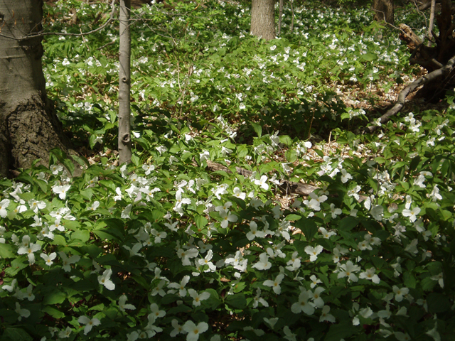 Trillium grandiflorum (White wake-robin) #35785