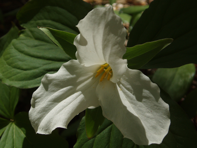 Trillium grandiflorum (White wake-robin) #35786