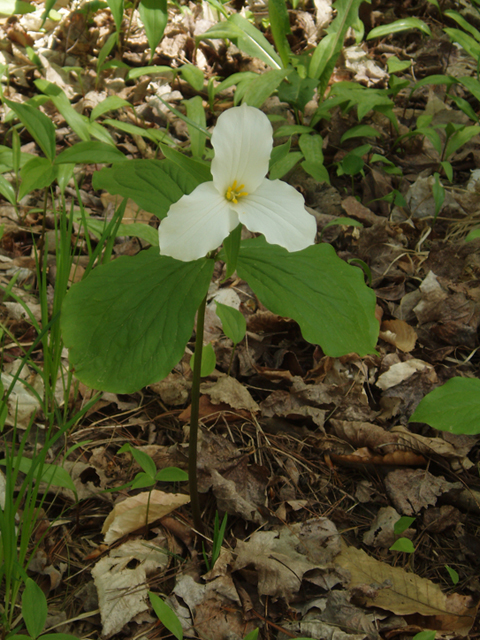 Trillium grandiflorum (White wake-robin) #35787