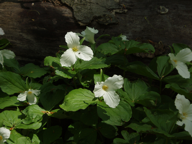 Trillium grandiflorum (White wake-robin) #35789