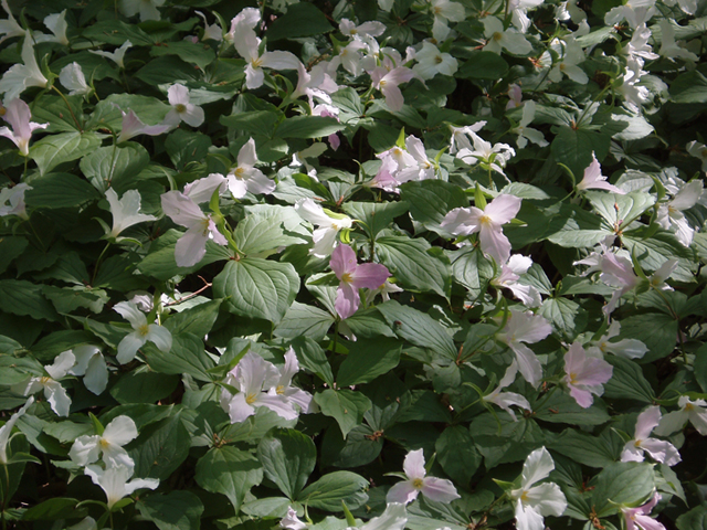 Trillium grandiflorum (White wake-robin) #35790