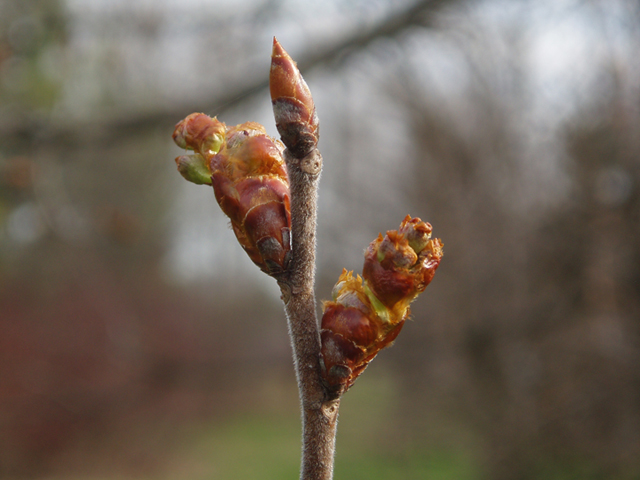 Ulmus thomasii (Rock elm) #35801