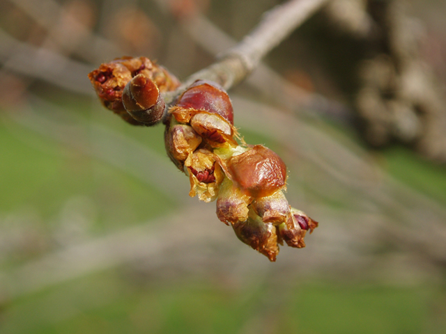 Ulmus thomasii (Rock elm) #35802