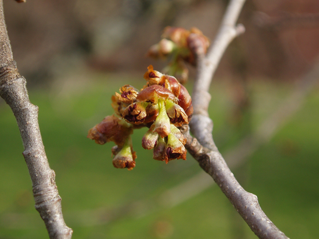 Ulmus thomasii (Rock elm) #35803