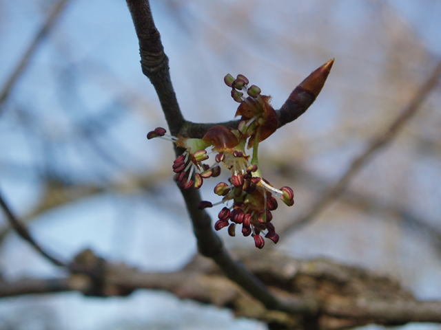 Ulmus thomasii (Rock elm) #35804